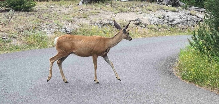 La petite femelle Wapiti rencontrée sur le parking de Norris au Yellowsone