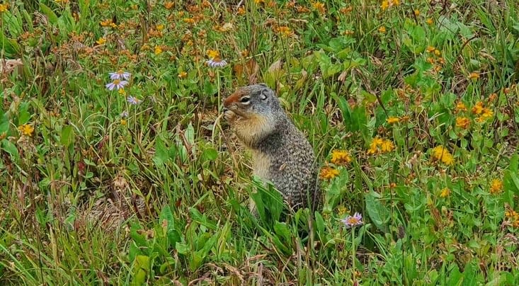 Un écureuil délicat en train de manger une fleur. Trop mignon!!!