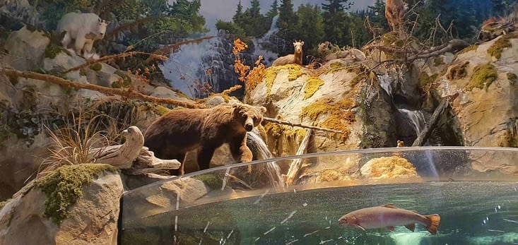 Grizzly essayant de pêcher les saumons de l'aquarium