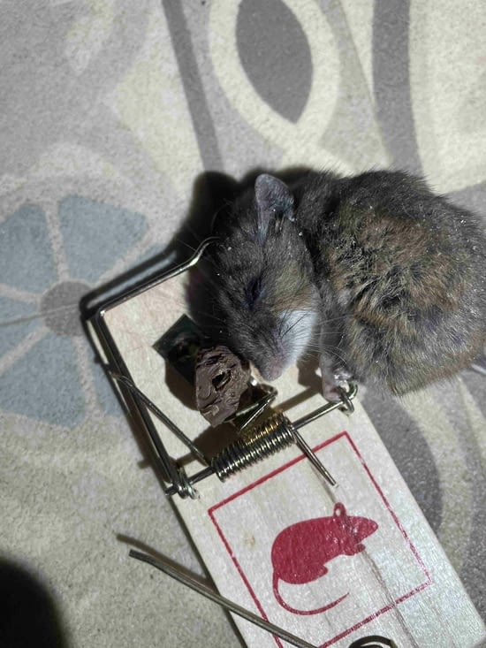 Une petite souris grise gourmande de chocolat, relachée ensuite