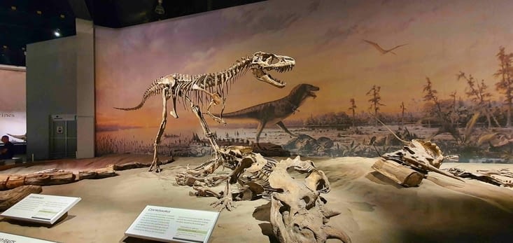 Le Centausorus attaqué par un Albertosaurus