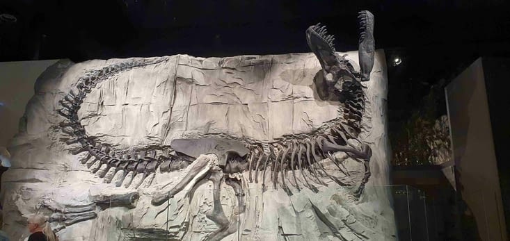 Le seul Tyrannosaure dont les os sont noirs, car trouvé dans un sol riche en manganaise