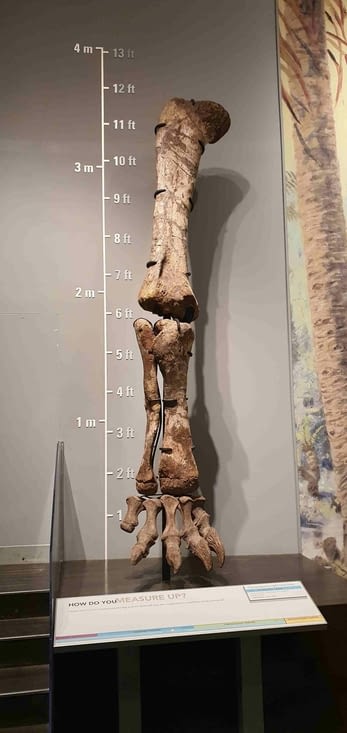 Membre postérieur d'un Camarasaurus juste pour la proportion de la bêêête