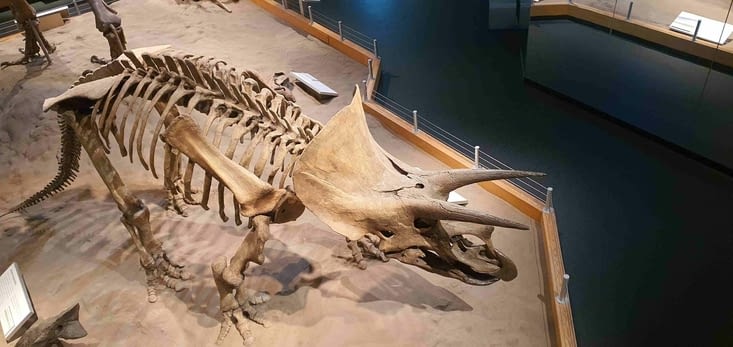 Un Triceratops