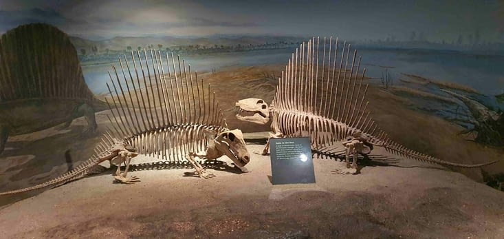 Une paire de Dimetrodons