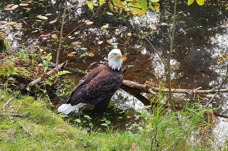 Un aigle pêcheur ou pygargue à tête blanche, l'oiseau emblématique des USA