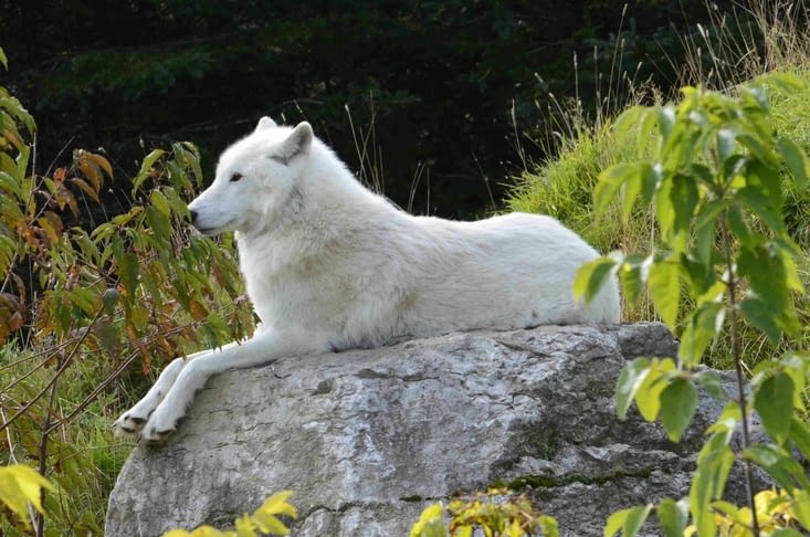 Un loup arctique