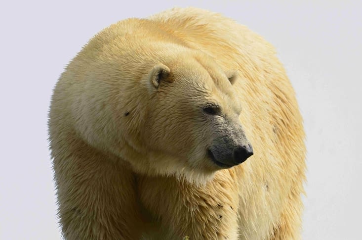 Un ours blanc, le plus méchant des ours mais pas le plus gros, il est battu le Kodiac