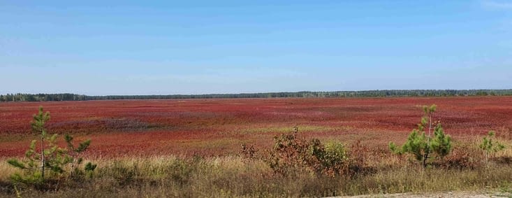 Des champs de myrtilles à perte de vue le long du lac St Jean