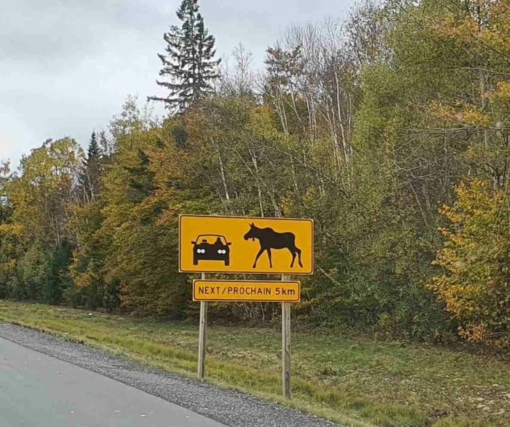 C'est un peu des vantards ici, nous des élans, on n'en a pas vu un sur cette route!