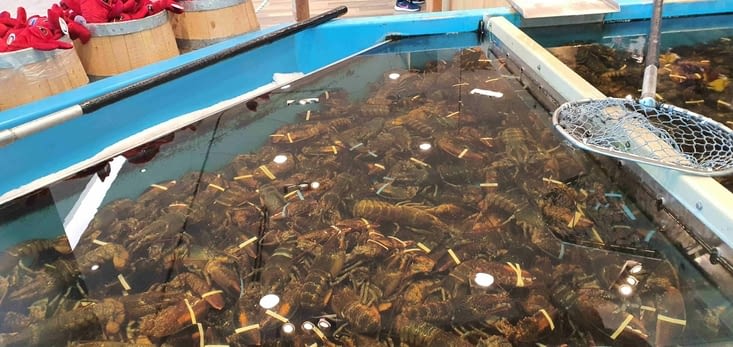 Impressionnant le nombre de homards dans le vivier!