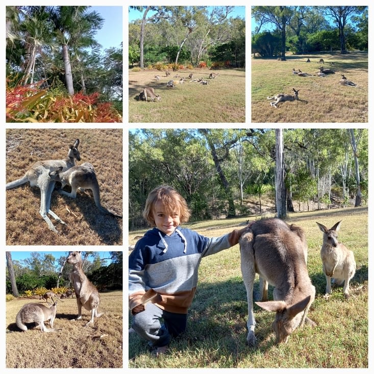Horizons kangaroo sanctuary