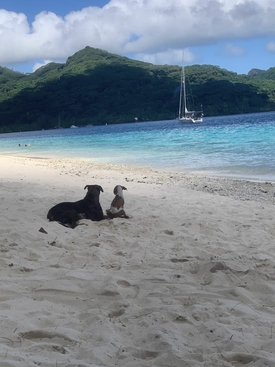 Après les coqs, la Polynésie est malheureusement remplie de chiens errants