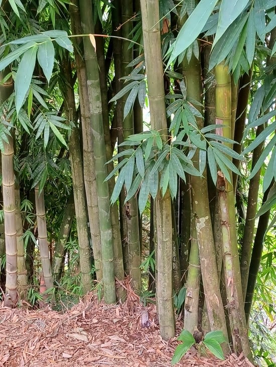 Des forêts de bambous gigantesques