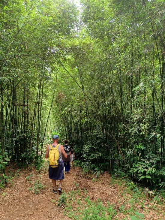 Dans une forêt de bambous
