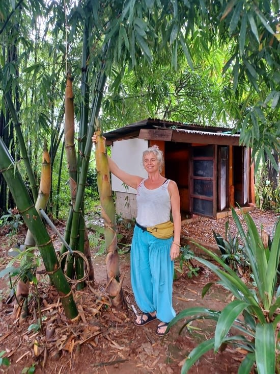 Pousse de bambous démesurée !!