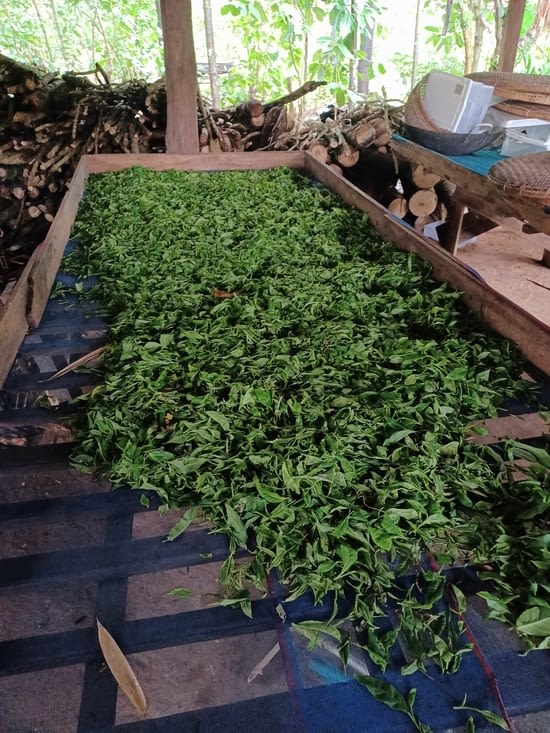 feuilles de thé récoltées, puis séchées et cuites.