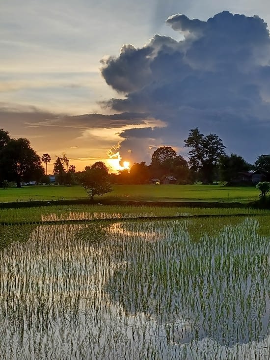 Coucher de soleil sur les rizières puis nuit noire avec un ciel étoilé et une voie lactée