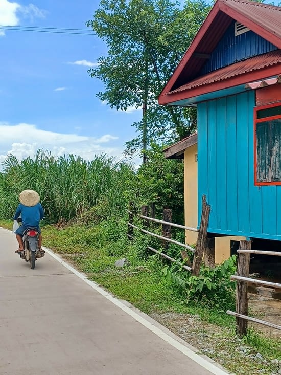 Pas un chats ou presque car il y en a partout.