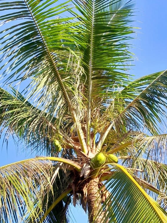 Le cocotier qui nous donne de superbes fruits pour les jus, un régal