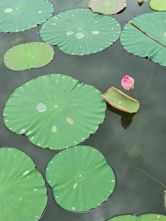 Des lotus fleur sacrée de Bouddha