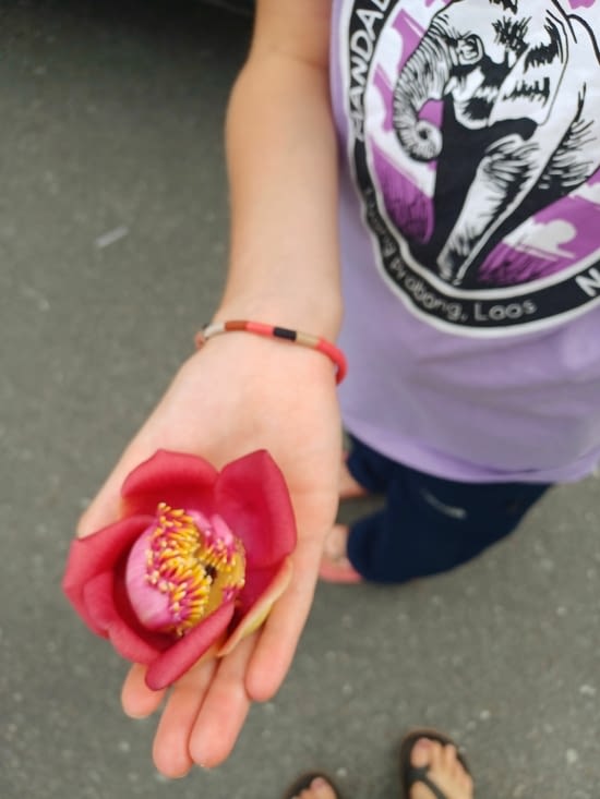 Les fleurs de l'arbre Sala sont réservées aux femmes enceintes en infusion