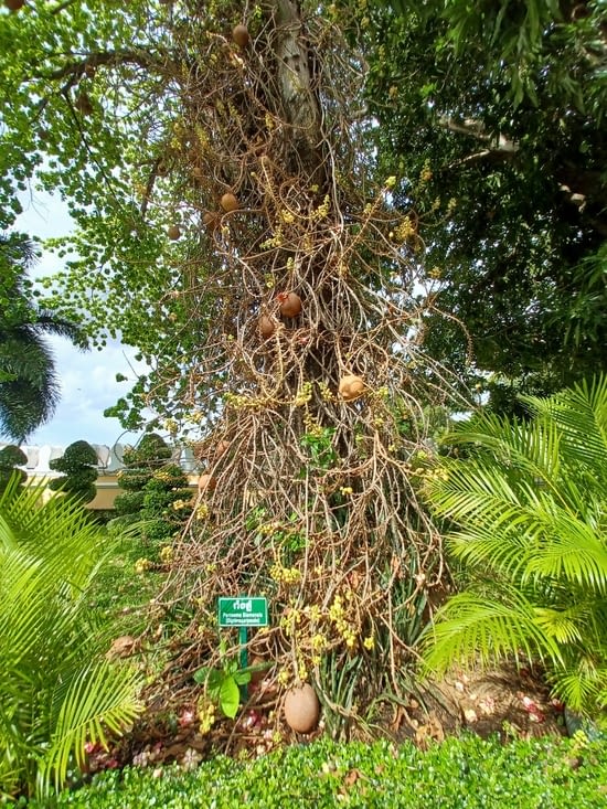 Voici un arbre Sala, arbre sous lequel Bouddha naquit et mourut. Il fleuri toute l'année.