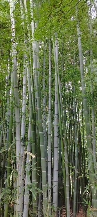 Forêt de bambous géants