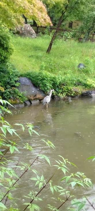 Héron pêchant dans le jardin Maruyama
