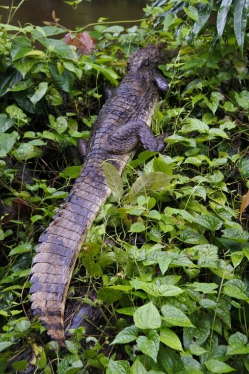 Le point culminant de cette promenade : l'alligator !