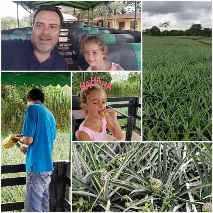 Sortie du matin pour Stéphane et Lilas : les ananas bio