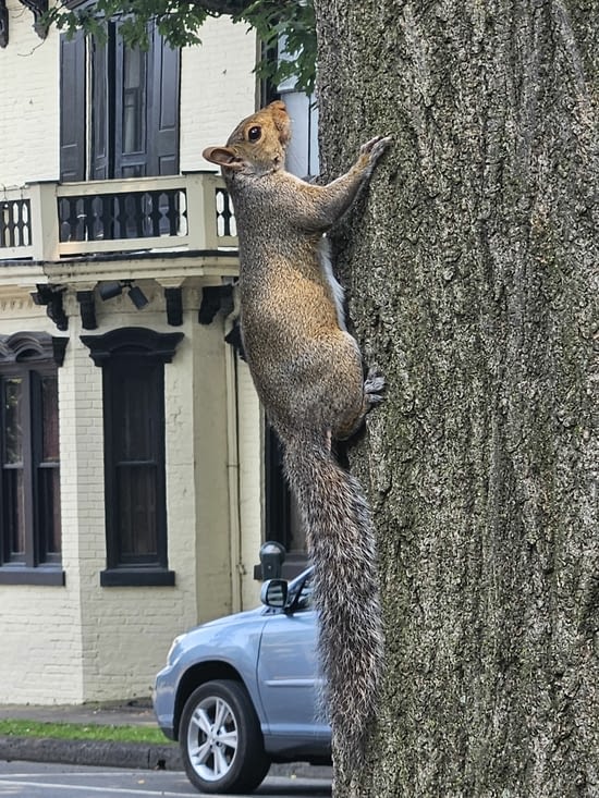 Beaucoup d'écureuils aux États-Unis