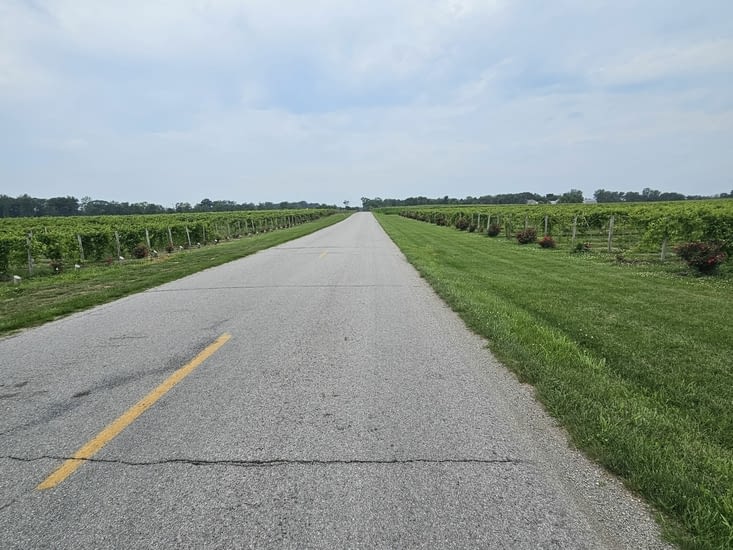 Les premiers vignobles