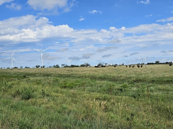 Des éoliennes et du bétail