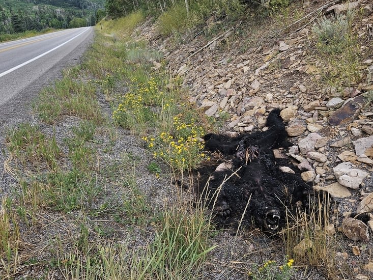 Un ours noir de grande taille mort dans un fossé, probablement fauché par un véhicule,