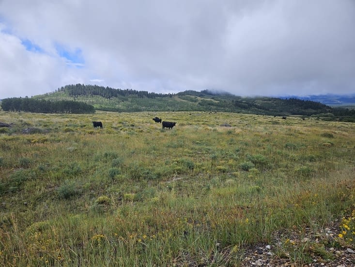 .Des alpages et des vaches après le col