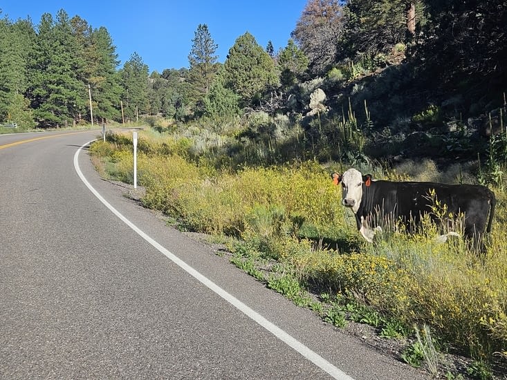 Des vaches au bord de la route