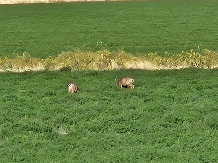 .2 autres antilopes dans un champ de Luzerne