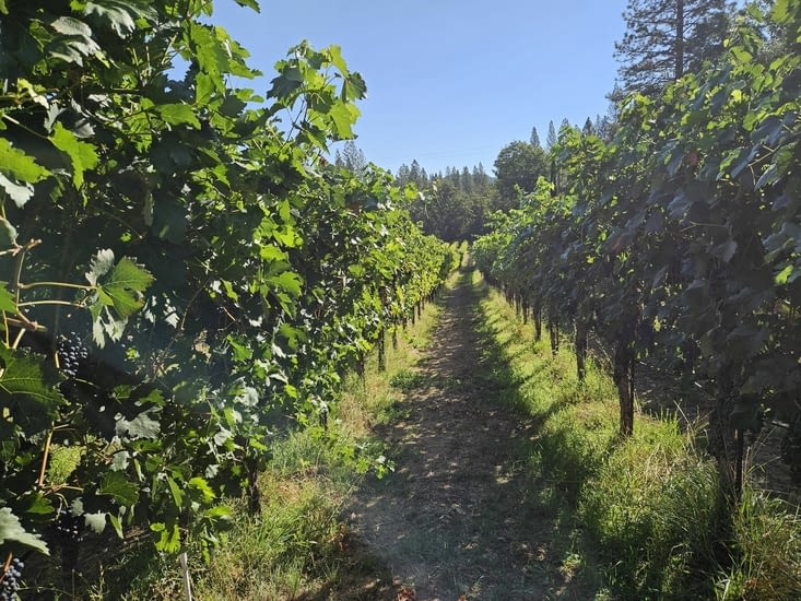 Les vendanges ne vont pas tarder