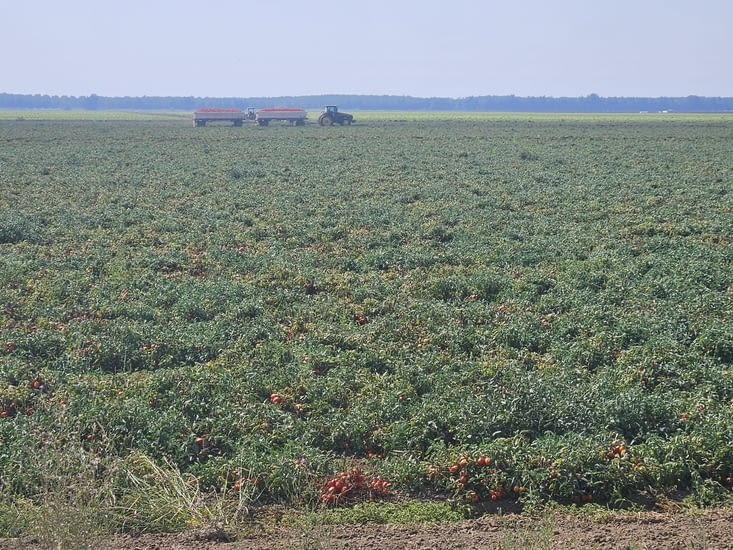 D'immenses champ de tomates 🍅