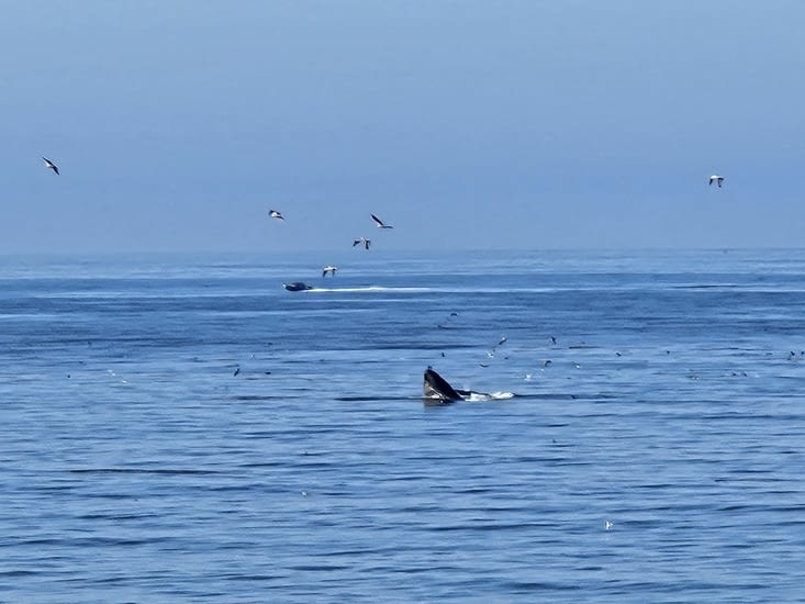 La seule photo que j'ai pu prendre d'une baleine à bosses