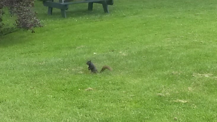 Tiens un écureuil il n'est pas farouche on peut facilement l'approcher
