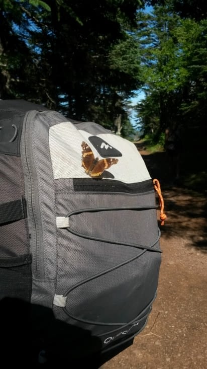 Un papillon nous fait l'honneur de nous accompagner.. un bon présage !