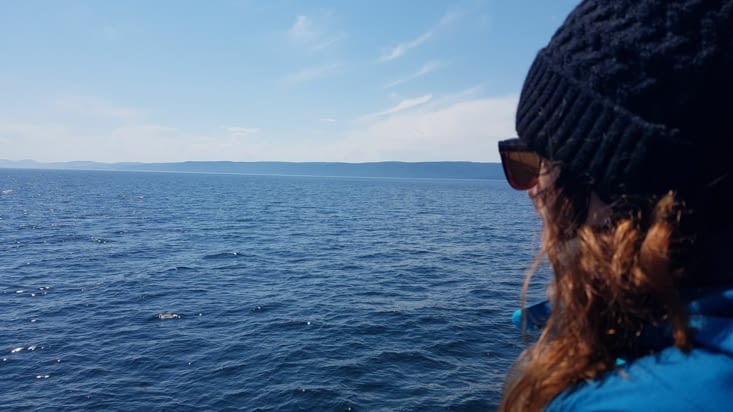 A la recherche de la baleine bleue