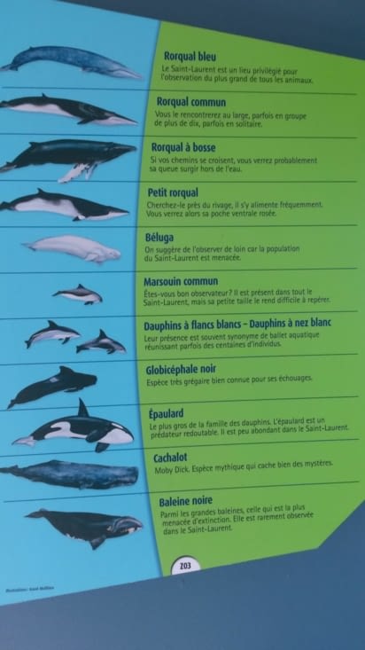Les différentes espèces de mammifères marins