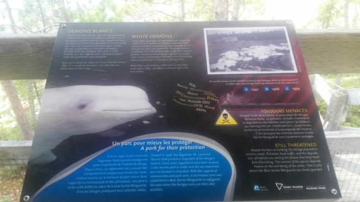 La halte : un point d'observation des belugas