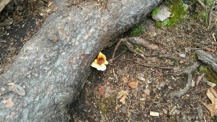 Un champignon -  fleur