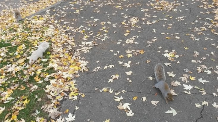 Encore des écureuils !