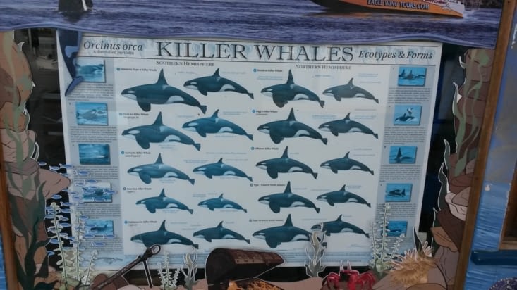 Les killer whales !
