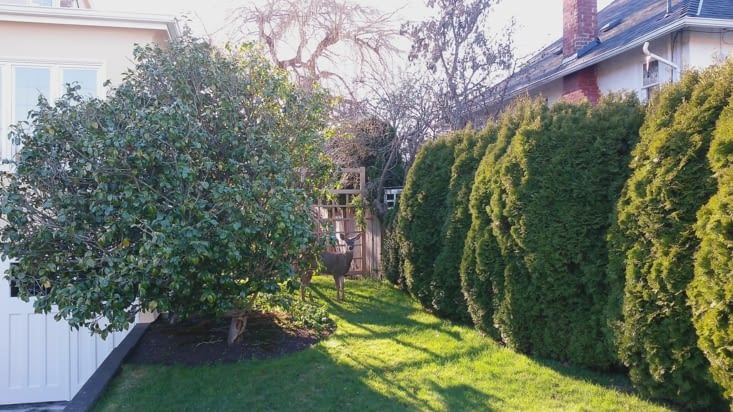 Une biche dans un jardin ? Classique à Victoria !